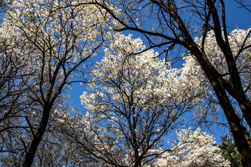 Ipes white tree flowering with selective focus in the municipality of Marilia