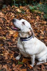 White lab mix sitting in a pile of fallen maple leaves in the woods, eagerly awaiting the next game