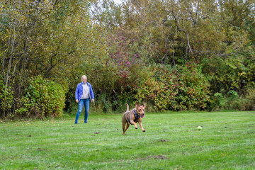 Mature woman playing fetch with her Doberman mix dog in a grassy green space in the park