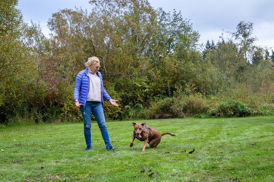 Mature Woman Playing Fetch With Her Doberman Mix Dog In A Grassy Green Space In The Park