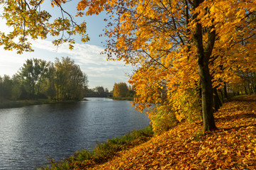 Autumn landscape with tree on river bank
