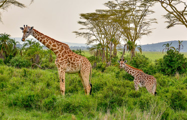 baby and mama giraffe in tanzania