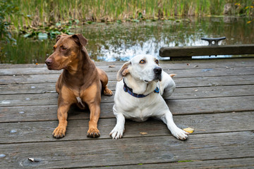Two canine friends laying on a wood dock on a small lake, Doberman mix and white lab mix