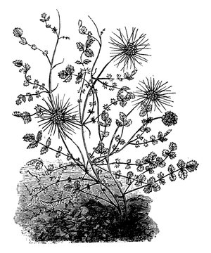 Acaena Microphylla Shrub vintage illustration.