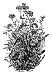 Achillea Millefolium Variation Rubrum vintage illustration. © Morphart