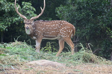 Deer in the forest