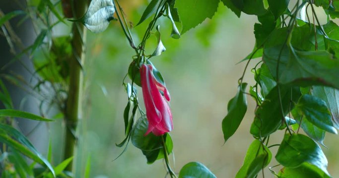 Lapageria rosea, Philesia magellanica , Copihue