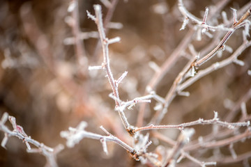 Rime background on wild plants in winter fog