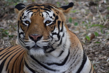Fototapeta premium portret tygrysa