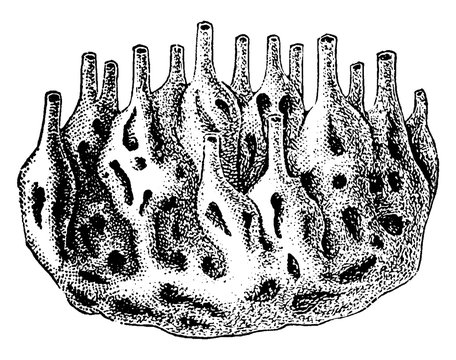 Sponge Colony, vintage illustration.