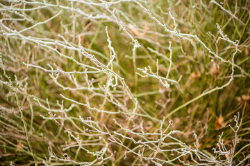 Rime background on wild plants in winter fog
