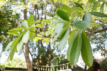 Beautiful green tree leaves in summer garden