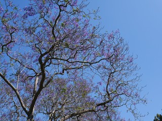memorial day stroll and walked up to this beautiful tree