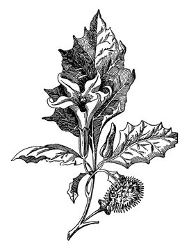 Jimson Weed vintage illustration.