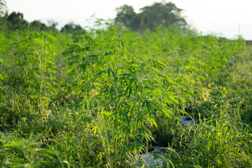 One of the first legal Industrial Hemp Farms growing Cannabis sativa for CBD and fiber products