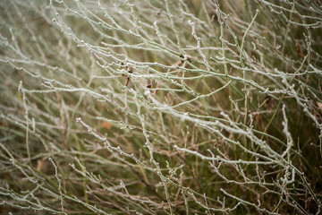 Fototapeta na wymiar Rime background on wild plants in winter fog
