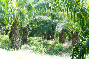 Fototapeta premium African oil palm plantation in Thailand Elaeis guineensis or macaw-fat