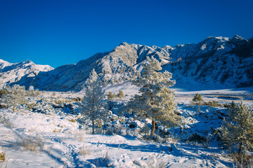 Fototapeta premium Spruce and pine trees covered with snow on the background of snow-covered mountain slopes and bright blue sky on a sunny winter day. Stunning views of the mountain range. A Christmas tale in the Alps.