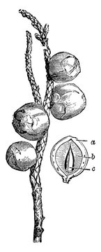 Fruiting Twig Of Juniperus Californica Vintage Illustration.