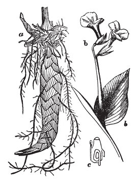 Arrow-Root Images – Browse 54 Stock Photos, Vectors, and Video | Adobe ...