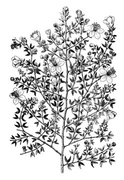 Creosote bush (larrea mexicana) vintage illustration.