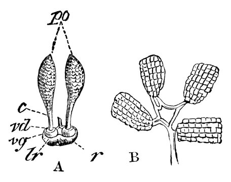 Pollen of Orchid vintage illustration.