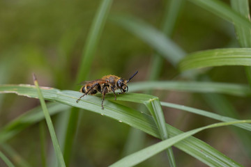 Fototapeta premium 蜂