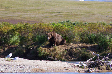 	 Grizzlybär fischt Lachse in Alaska Katmai National Park	