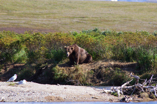 	 Grizzlyb&auml;r fischt Lachse in Alaska Katmai National Park	