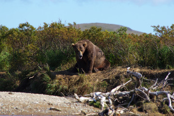 	 Grizzlybär fischt Lachse in Alaska Katmai National Park	