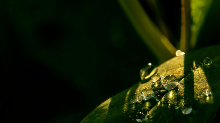 Water drops reflecting the sunlight on a green leaf in the morning