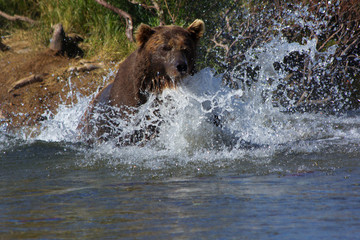 	 Grizzlyb&auml;r fischt Lachse in Alaska Katmai National Park	