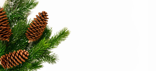 Banner. Isolate. Christmas or New Year background. A green branch of a fir tree with cones  lies on a white isolated background.