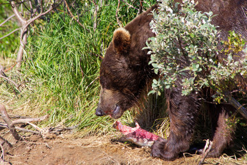 	 Grizzlybär fischt Lachse in Alaska Katmai National Park	