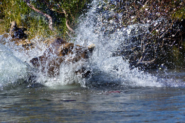 	 Grizzlybär fischt Lachse in Alaska Katmai National Park	