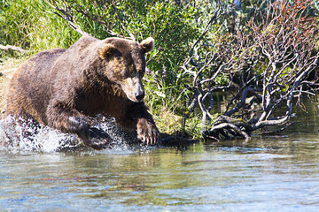 	 Grizzlybär fischt Lachse in Alaska Katmai National Park	