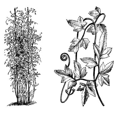 Habit and Portion of Detached Frond of Lygodium Japonicum vintage illustration.