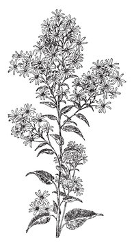 Aster clip art preview