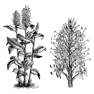 Habit and Detached Flower Spike of Hedychium Gardnerianum vintage illustration.
