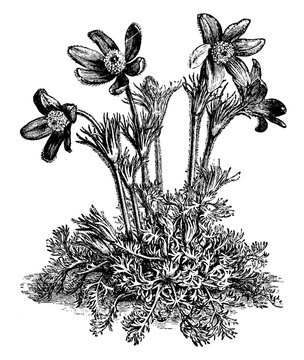 black and white botanical flower drawing clip art preview