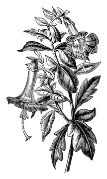 Flowering Branch of Cantua Buxifolia vintage illustration.