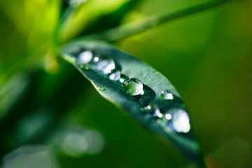 Water drops on a nandina leaf