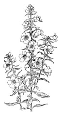 Downy False Foxglove vintage illustration. © Morphart
