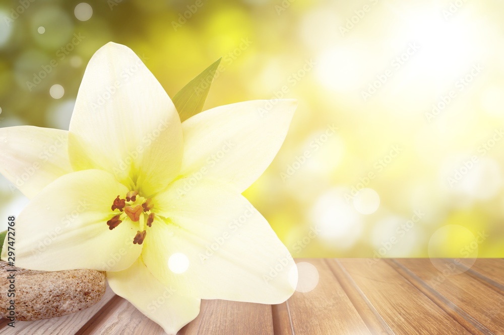 Poster Beautiful white lily on  background