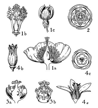 Orders of Hypericaceae, Guttiferae, and Tamaricaceae vintage illustration.