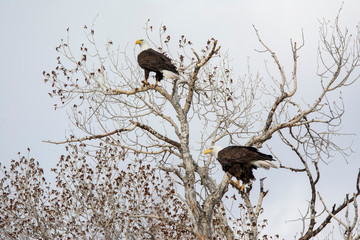 Bald Eagles in a tree at Camus Wildlife Refuge in Idaho in a tree