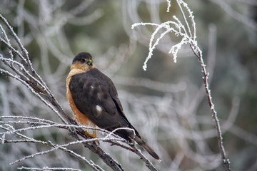 Sharp shinned Hawk on a frosty perch in Idaho in winter