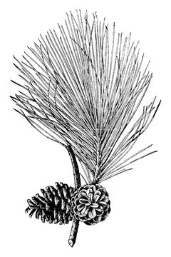 Shortleaf pine (pinus echinata Mill.). Natural size. branch with open cones  vintage illustration. Stock Vector | Adobe Stock