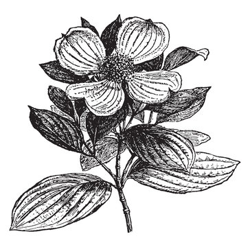 dogwood flower black and white drawing clip art preview