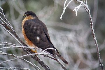 Sharp shinned Hawk on a frosty perch in Idaho in winter